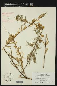 Tamarix gallica image