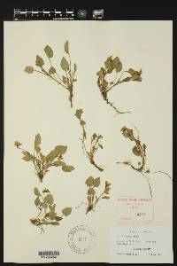 Viola adunca image