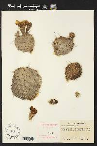 Opuntia macrorhiza image