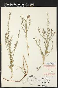 Lythrum californicum image