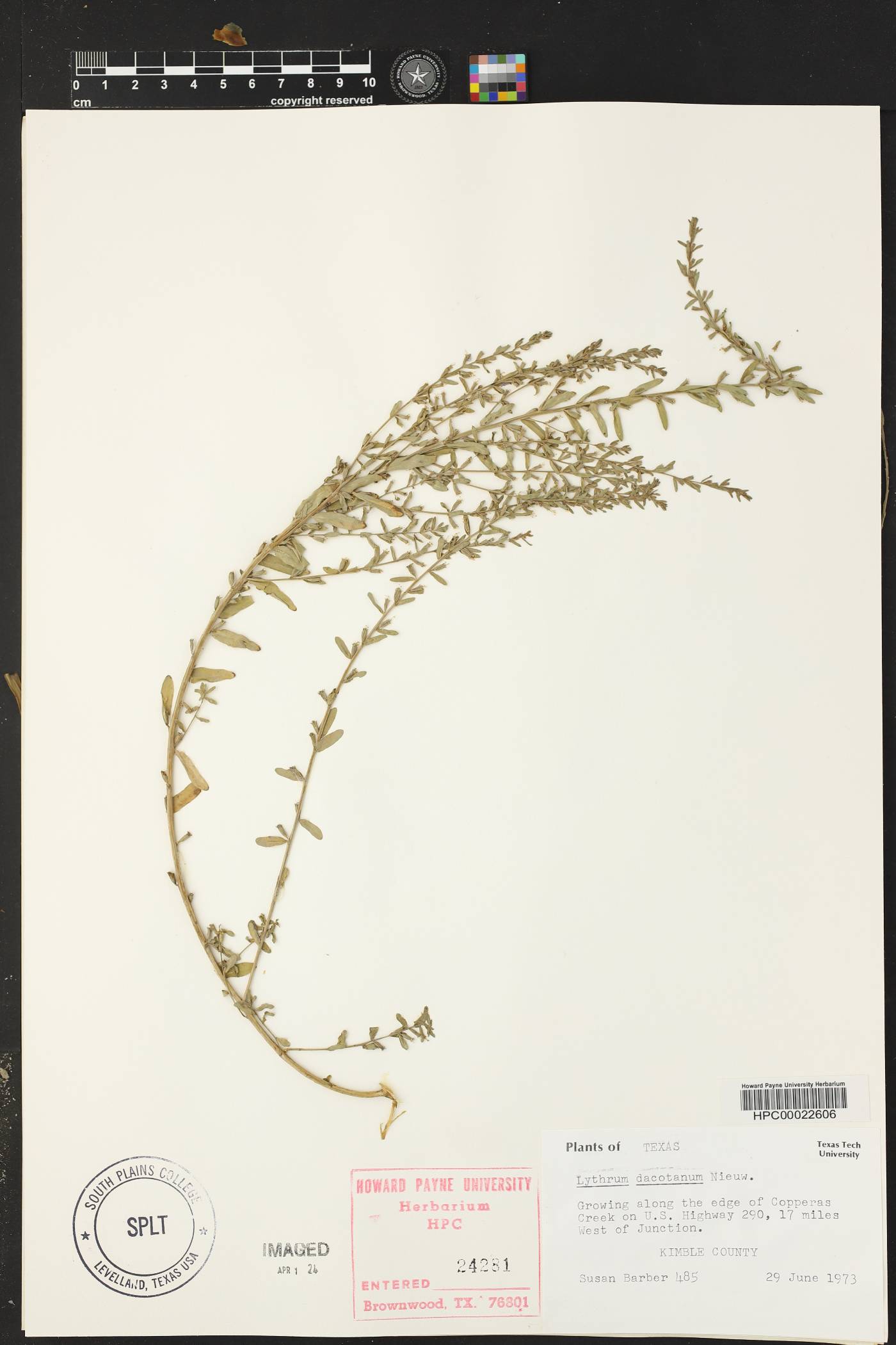 Lythrum dacotanum image