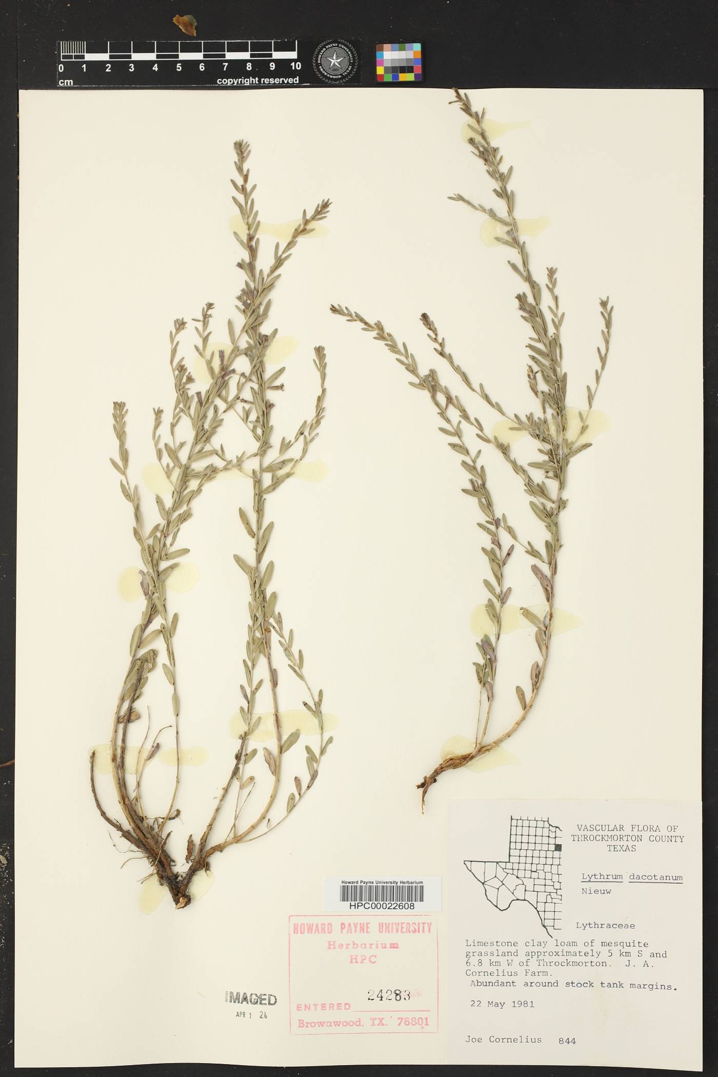 Lythrum dacotanum image