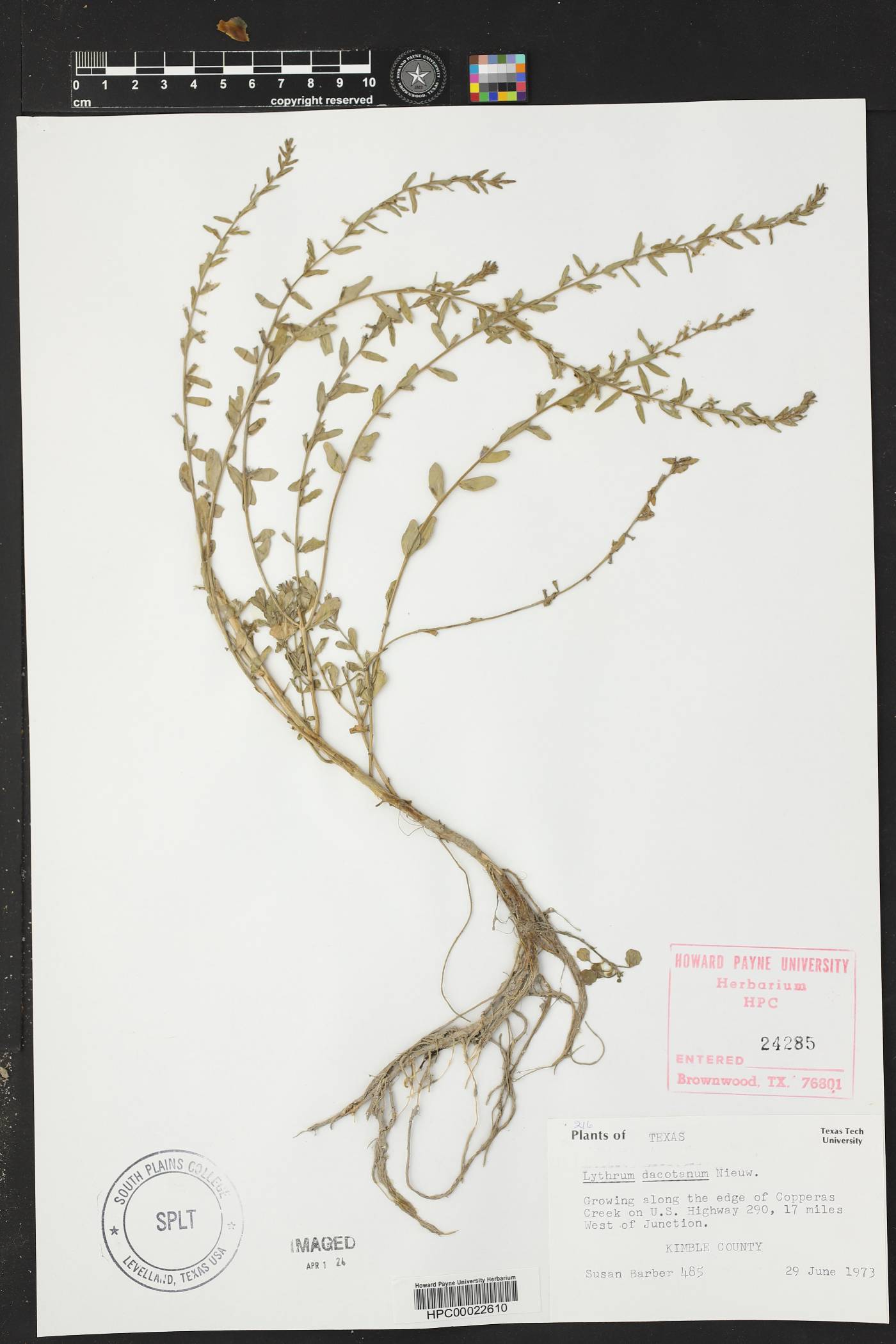 Lythrum dacotanum image