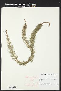 Myriophyllum heterophyllum image