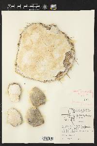 Opuntia engelmannii image