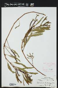 Jussiaea repens image