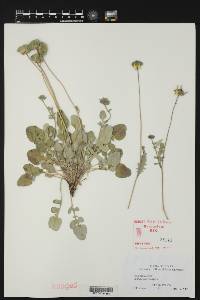 Amblyolepis setigera image