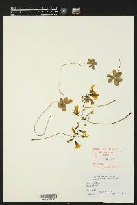 Oxalis albicans image