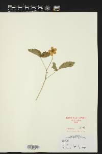 Rubus trivialis image