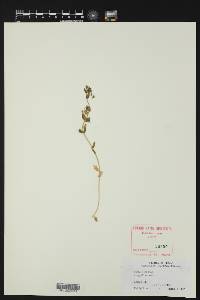 Lysimachia arvensis image