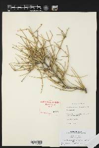 Ephedra antisyphilitica image