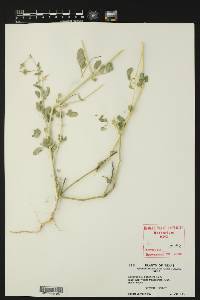 Kallstroemia parviflora image