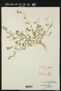 Tribulus terrestris image