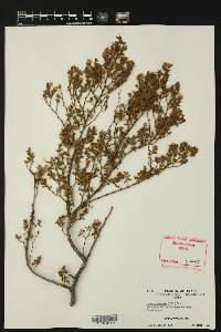 Larrea tridentata image