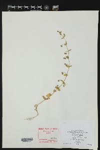 Lysimachia arvensis image