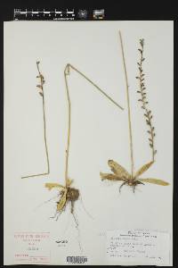 Aletris aurea image