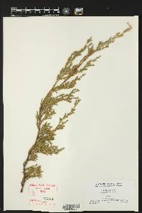 Juniperus horizontalis image