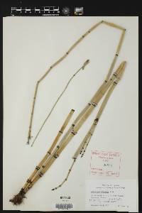 Equisetum prealtum image