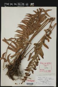 Nephrolepis hirsutula image