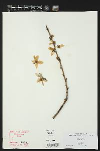 Prunus persica image