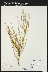 Ephedra trifurca image