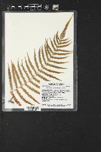 Thelypteris kunthii image