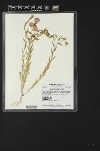 Linum grandiflorum image