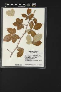 Rubus bifrons image