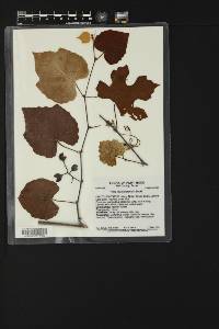 Vitis mustangensis image