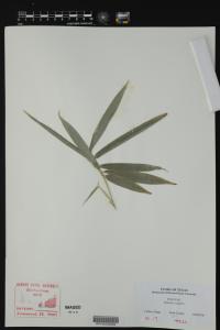 Bambusa vulgaris image