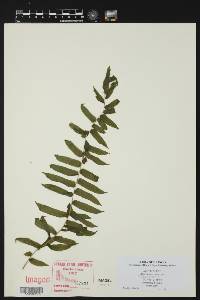 Athyrium pycnocarpon image