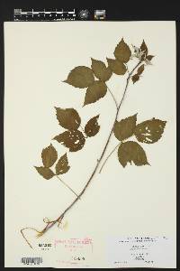 Rubus occidentalis image