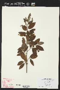 Elaeagnus umbellata image