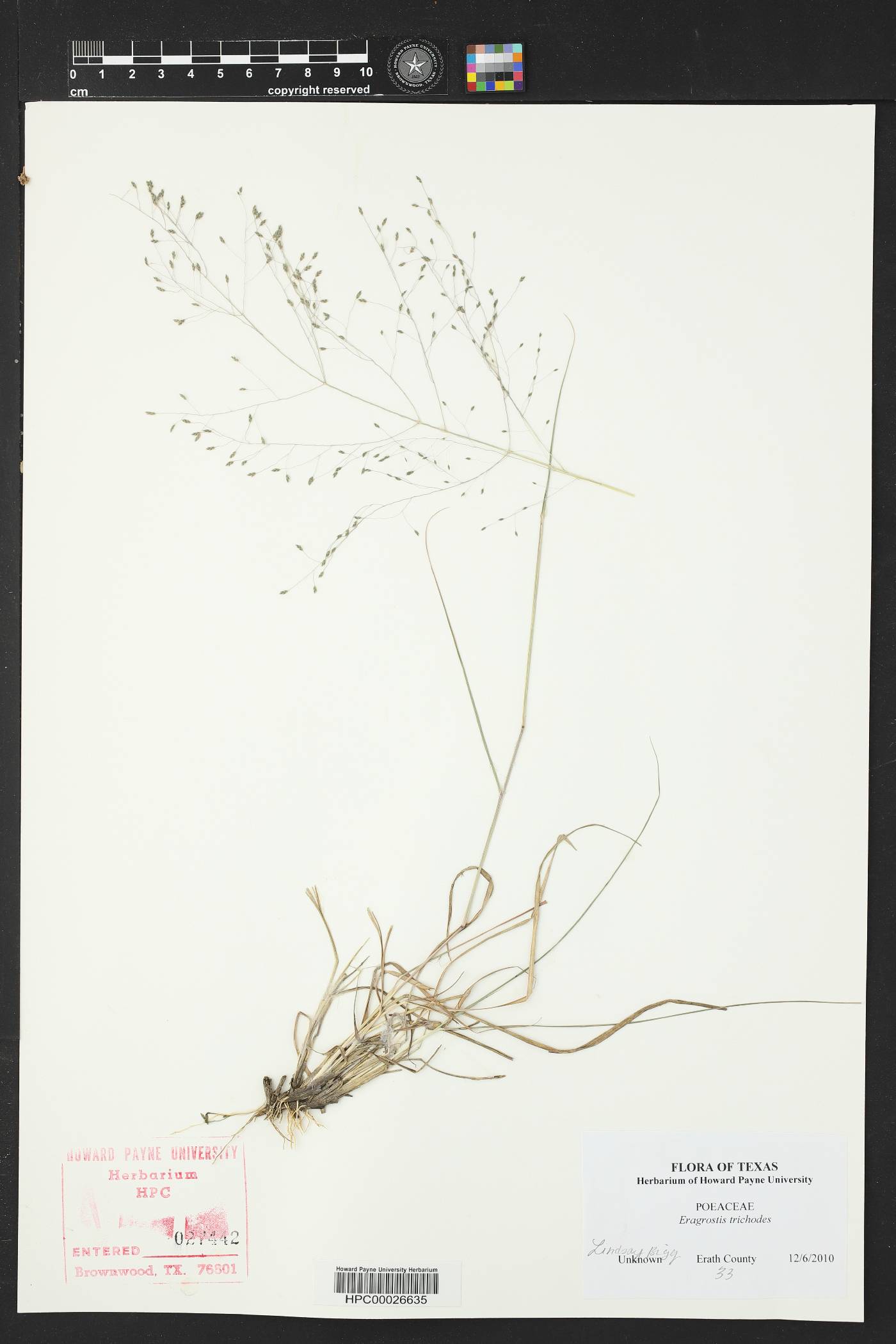 Eragrostis trichodes image