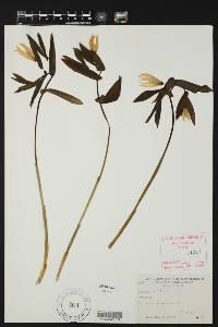 Uvularia perfoliata image