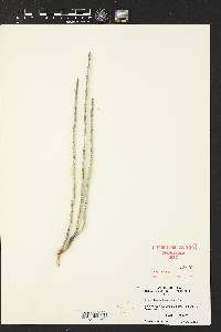 Euphorbia antisiphylitica image