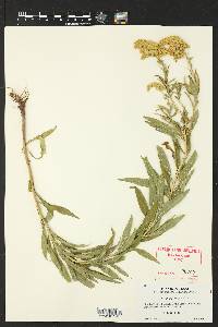 Solidago gymnospermoides image