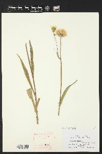 Tragopogon pratensis image