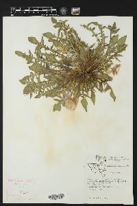 Oenothera triloba image