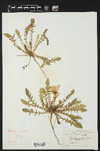 Oenothera triloba image