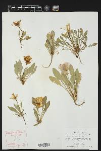 Oenothera triloba image