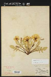 Oenothera triloba image