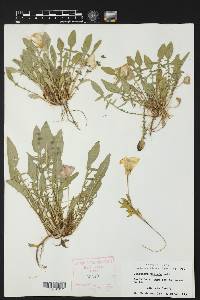 Oenothera triloba image