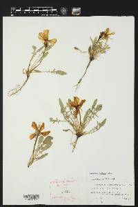 Oenothera triloba image