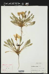 Oenothera triloba image