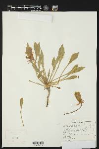 Oenothera cespitosa image