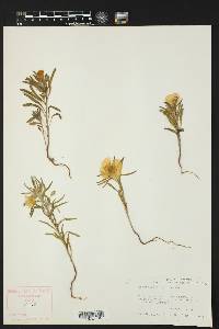 Oenothera serrulata image