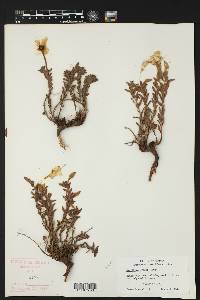 Calylophus hartwegii subsp. pubescens image