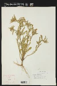 Oenothera serrulata image