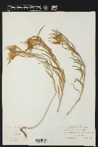 Oenothera serrulata image